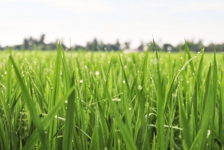 Morning in paddy fieldの素材