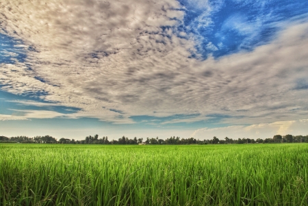 Paddy field in kampungの素材