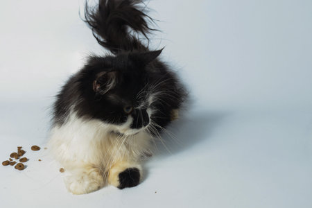 Hungry black and white cat looking for pet food over the white backgroundの写真素材