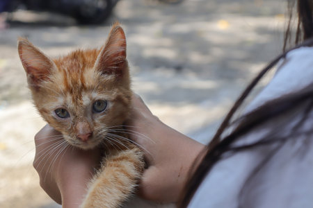 Young girl hand holding a cute orange cat. Selective focus image with blurry background and foregroundの写真素材