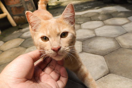 Male hand touching orange cat's chin. Human showing affection for animal