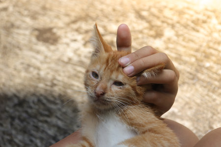 ginger cat in the hands of a child, close-upの写真素材