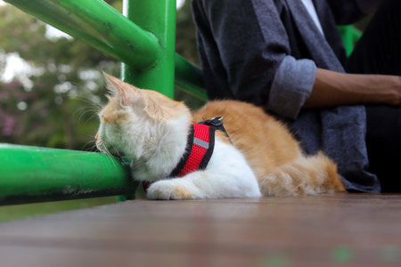 Outdoor portrait of Asian man holding and giving gentle touch to cat, taking care of his pet in nature park. Love relationship between humans and animals.の写真素材