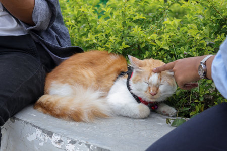 Outdoor portrait of couple holding and giving gentle touch to cat, taking care of his pet in nature park. Love relationship between humans and animals.の写真素材