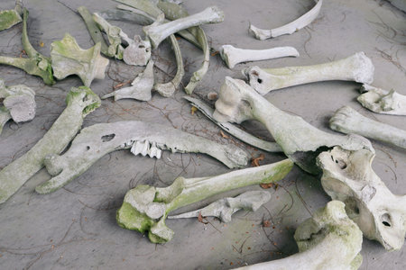 bones of cows that died due to volcanic eruptionsの写真素材