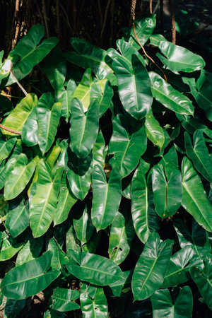 Lush Green Philodendron Plant Foliageの写真素材