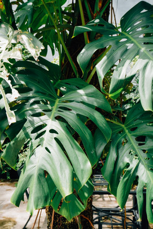 Lush Monstera Plant Climbing Tree Trunkの写真素材