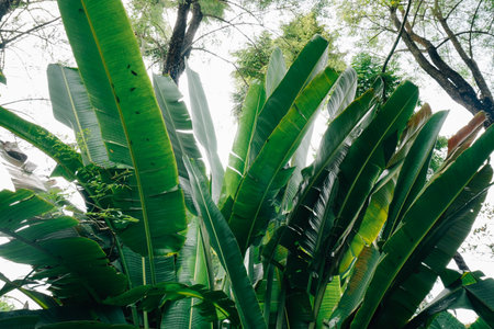 Lush Green Banana Leaves in Tropical Gardenの写真素材