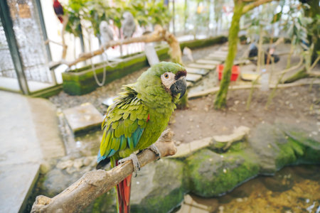 Green Parrot Perched on a Branch at Aviary Zoo