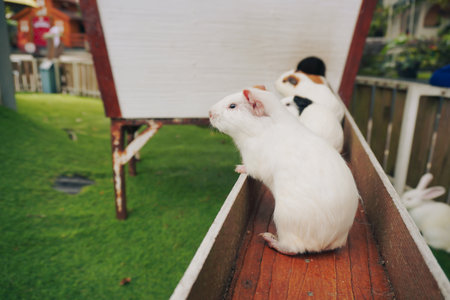 Guinea Pigs on a Wooden Ramp Outdoorsの写真素材