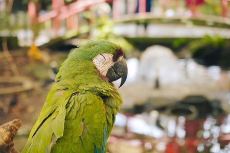 Close-Up of Green Parrot Perched on Branch at Aviary Mini Zooの写真素材