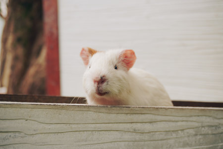 Guinea Pigs on a Wooden Ramp Outdoorsの写真素材