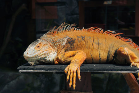 Close-Up of Orange Iguana Resting on Platformの写真素材