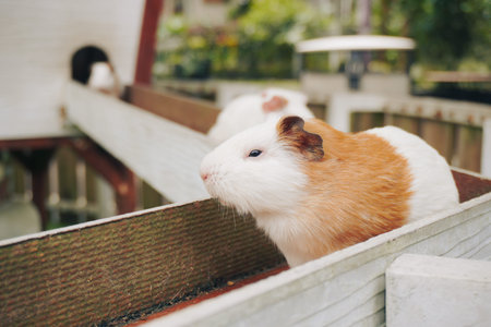 Guinea Pigs on a Wooden Ramp Outdoors