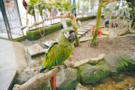 Green Parrot Perched on a Branch at Aviary Zooの写真素材