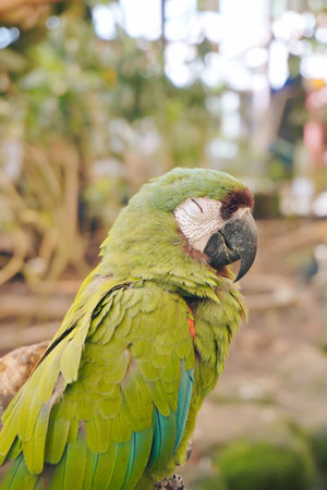 Close-Up of Green Parrot Perched on Branch at Aviary Mini Zooの写真素材