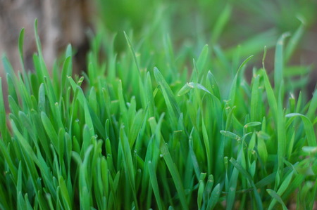 Green Green Grassの写真素材