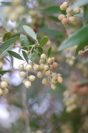 Desert Plantの写真素材