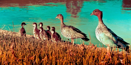 happy family of ducksの写真素材