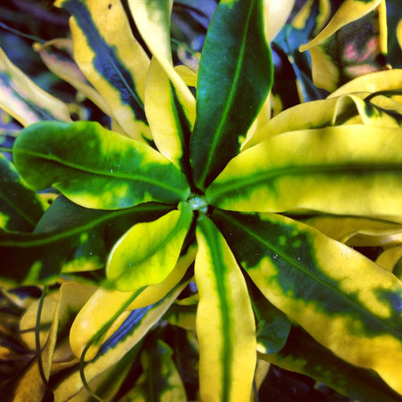 Curly yellow leaves