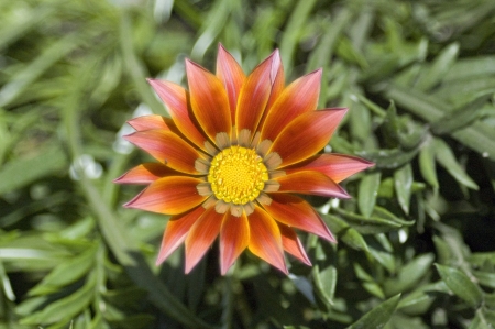 Orange Sunの写真素材