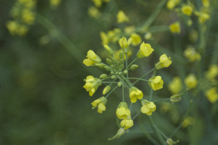 Little Yellow Flowers