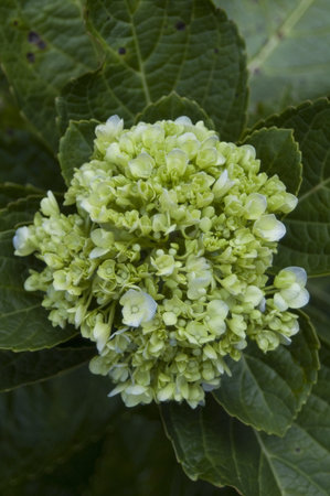 Green Balls Flower