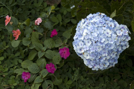 Blue Ball