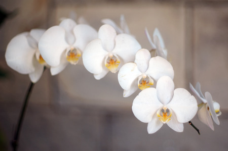                                White Orchidsの写真素材
