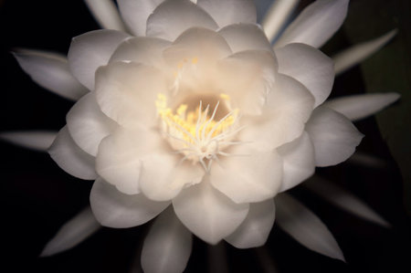 Epiphyllum night flowers