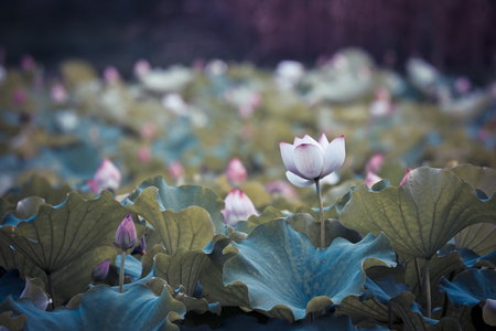 The beauty of the lotus pondの写真素材