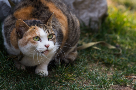 Wary kittenの写真素材