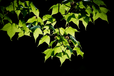 Spring maple leavesの写真素材