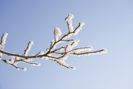 Branch of the snowy tree on the sky background