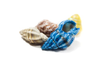 Blue shell on the front isolated on whiteの写真素材