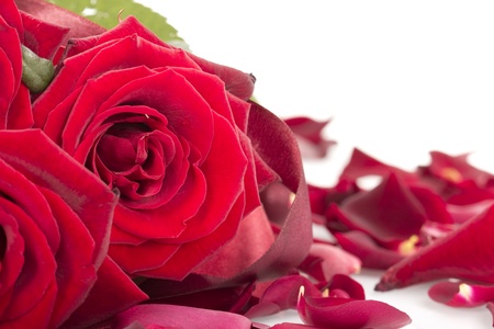 Decorated red roses isolated on white backgroundの写真素材