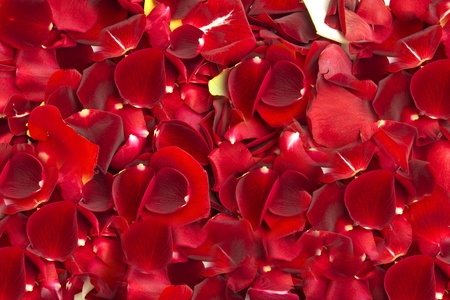 Bed of red rosesの写真素材