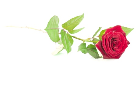 Red rose isolated on white backgroundの写真素材
