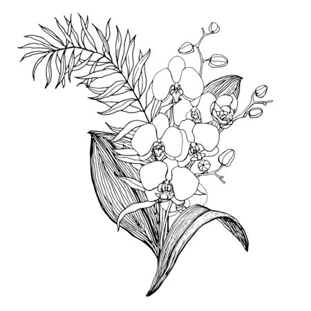 Vector bouquet with line art orchids and eucalyptus. Hand painted tropical card with flowers, branches and leaves isolated on white background. Floral illustration for design, print, background.のイラスト素材