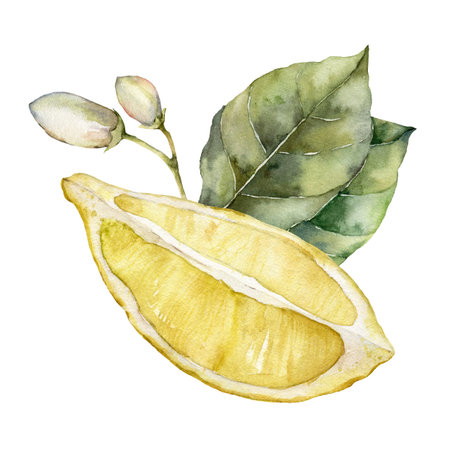 Watercolor tropical card of ripe lemons, leaves and buds. Hand painted branch of fresh fruits and leaves isolated on white background. Tasty food illustration for design, print, fabric or background.の写真素材