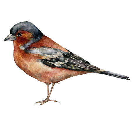 Watercolor card of common chaffinch. Hand painted bird isolated on white background. Wildlife illustration for design, print, fabric or backgroundの写真素材