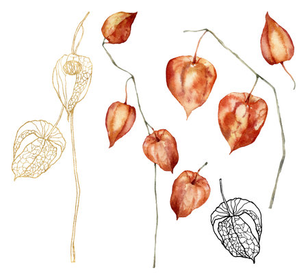 Watercolor floral set of gold physalis and leaves. Hand painted linear flowers isolated on white background. Floral illustration for design, print, fabric or backgroundの写真素材