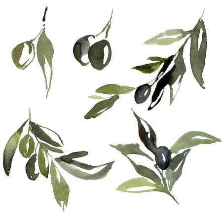 Watercolor abstract set of black and green olives, branches and leaves. Hand painted nature elements isolated on white background. Plants illustration for design, print, fabric or background.の写真素材