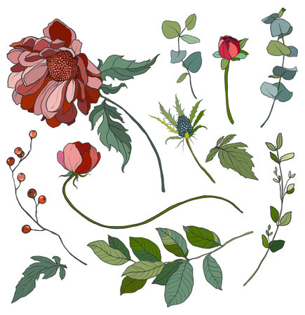 Vector flowers set of red and pink chrysanthemum. Hand painted floral illustration isolated on white background. For design, print, fabric or background.のイラスト素材