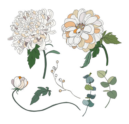 Vector flowers set of white and beige chrysanthemum. Hand painted floral illustration isolated on white background. For design, print, fabric or background.のイラスト素材