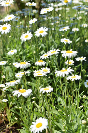 Field of Daisysの写真素材