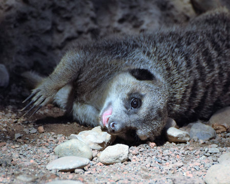 Meerkatの写真素材