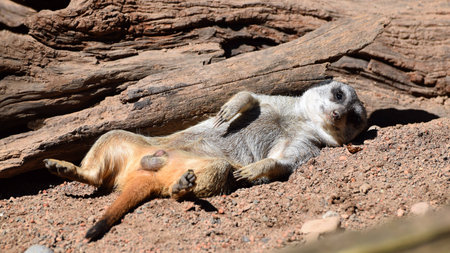 Lazy Day Meerkatの写真素材