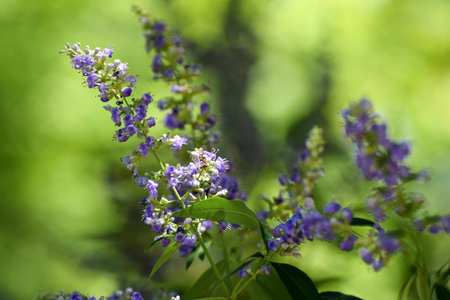 Lavenderの写真素材