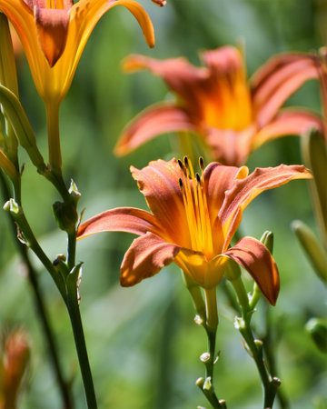 Tiger Lilyの写真素材